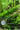 gathering moss cover