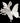 Swallowtail | Patty Eckman | cast paper sculpture