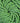 Czech Apple Green Opaque Glass Bead (208): 11/0