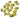 Money Cowrie Shell