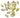 Money Cowrie Shell - Bottom View