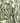 Sage: 1/4 Pound Bundle